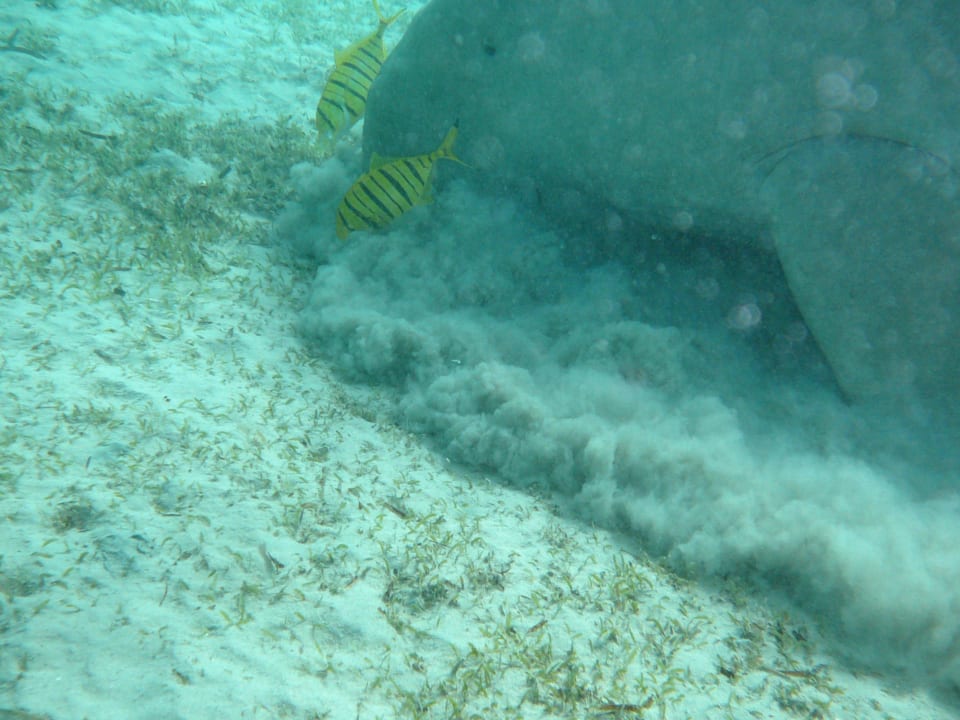 Seekuh Three Corners Happy Life Beach Resort