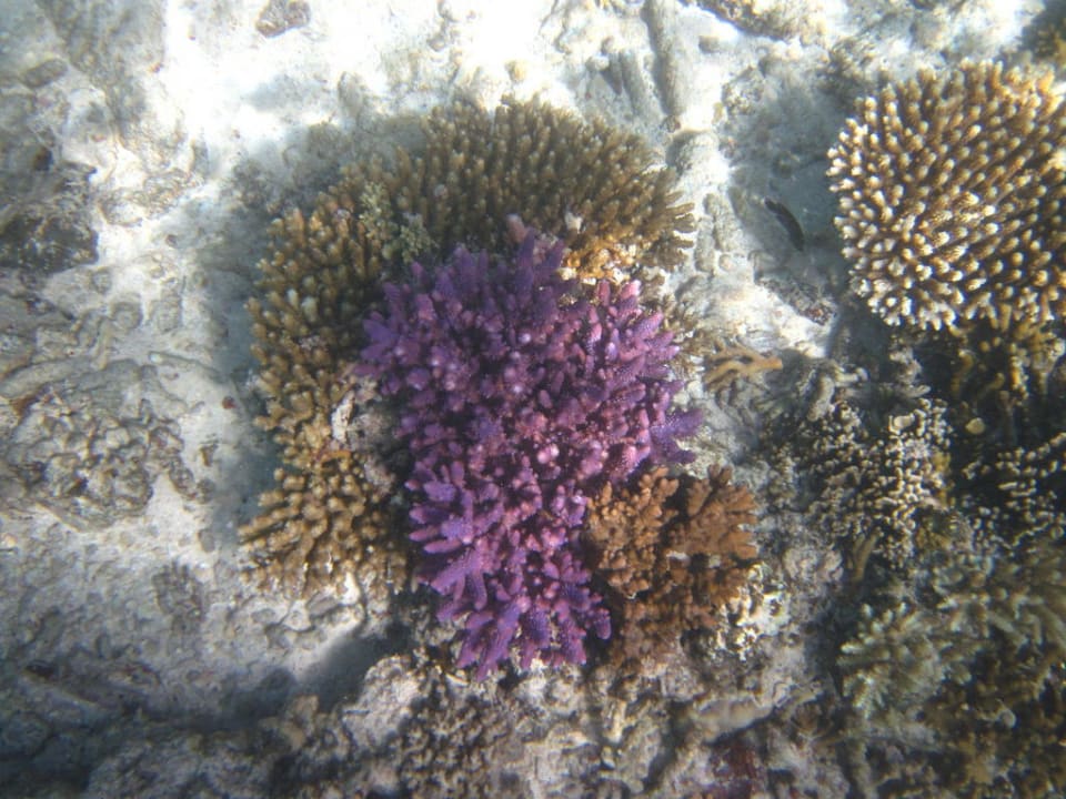 Hausriff Hotel Matamanoa Island Resort