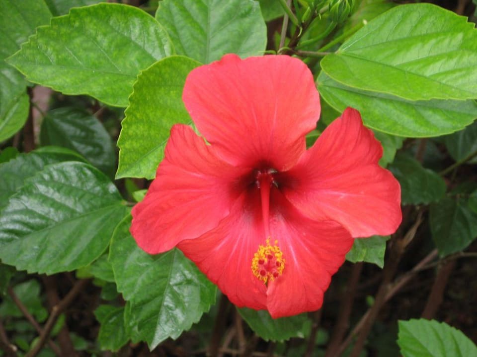 Blüte in der Gartenanlage VONRESORT Golden Beach