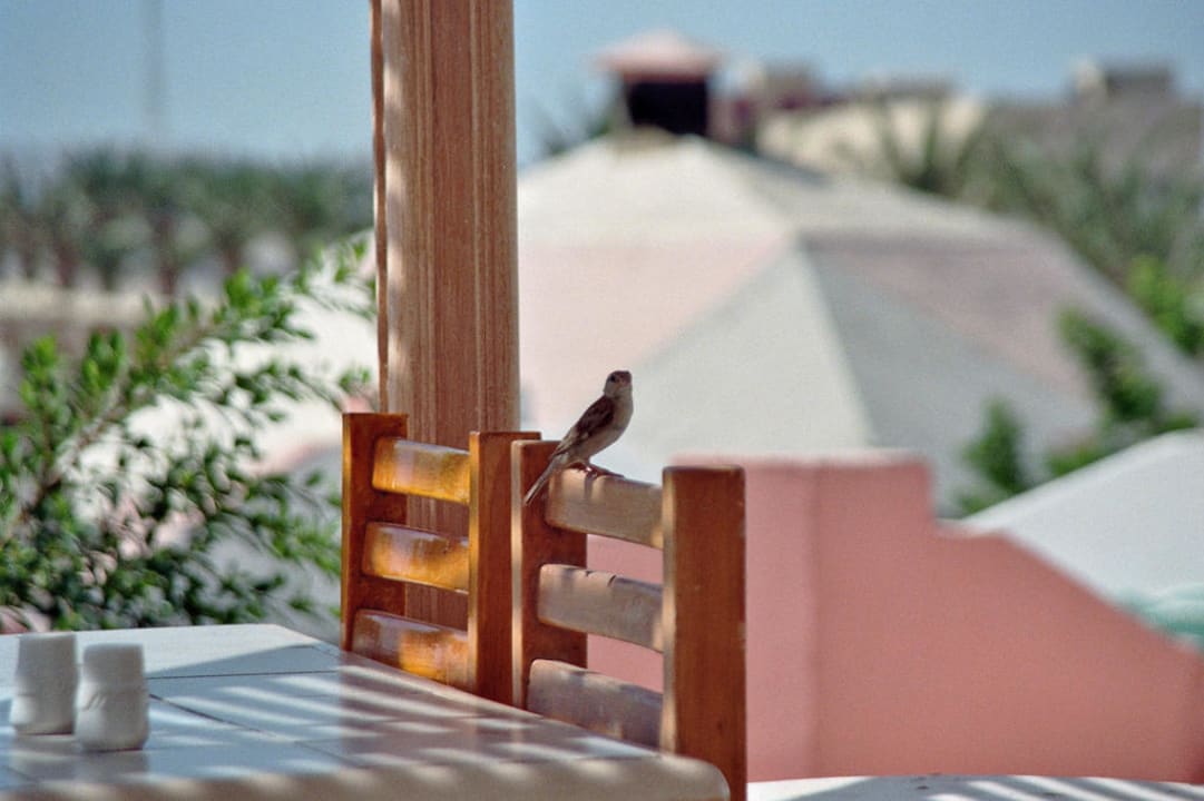Spatz Hotel Coral Garden