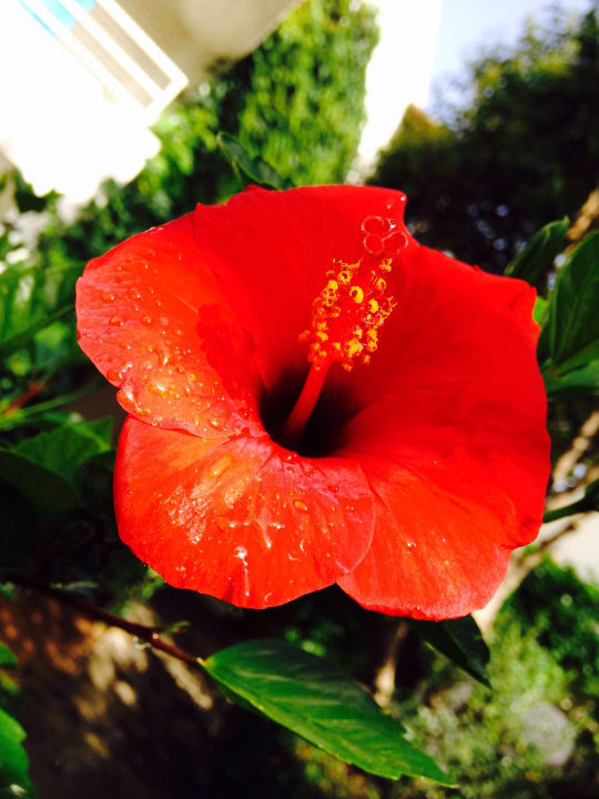 Blüte Apollonia Beach Resort & Spa