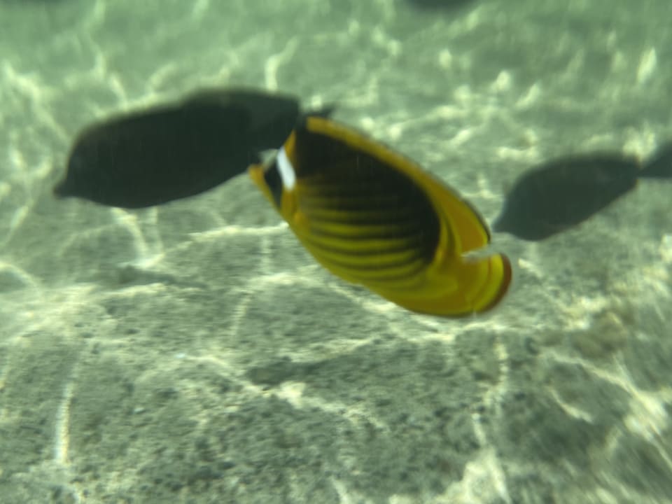 Strand Pickalbatros Sea World Resort - Marsa Alam