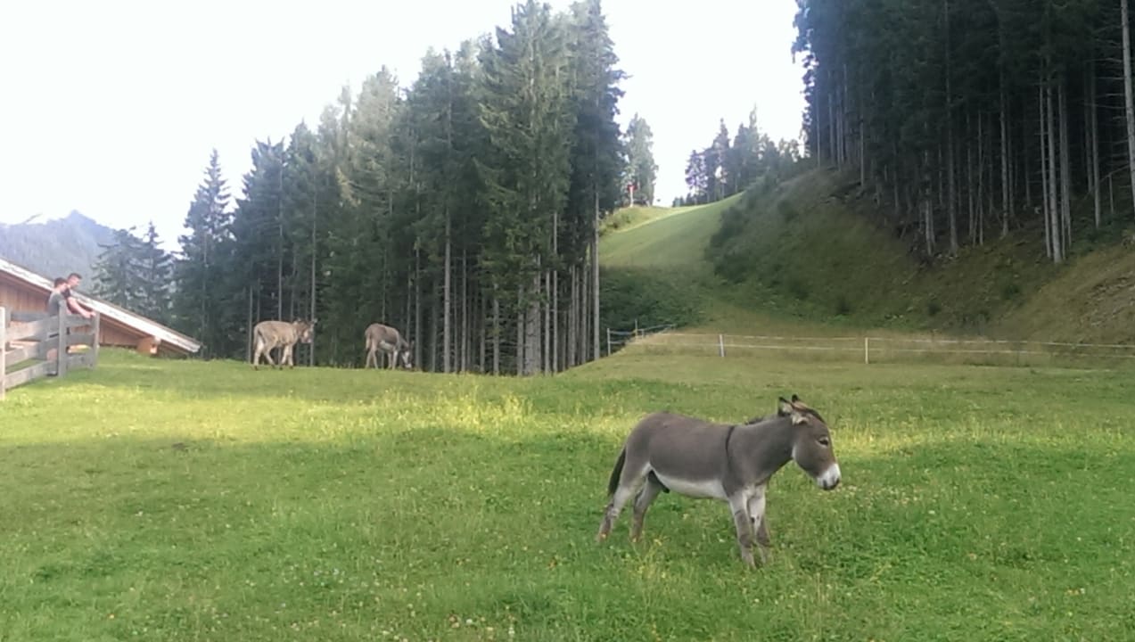 Ausblick Almwelt Austria
