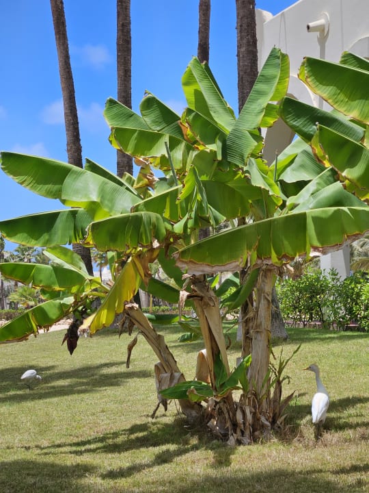 Außenansicht Hotel Riu Karamboa