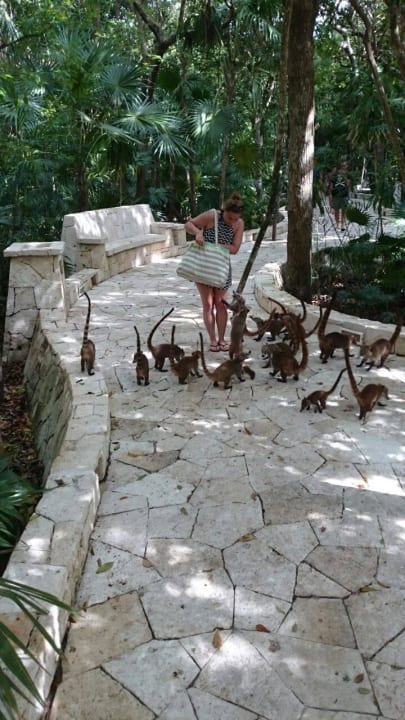 Immer hungrig  Catalonia Royal Tulum Beach & Spa Resort - Adults only