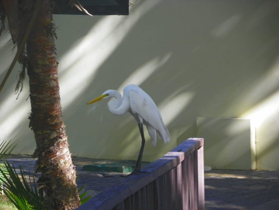 Czapla Wyndham Alltra Samana