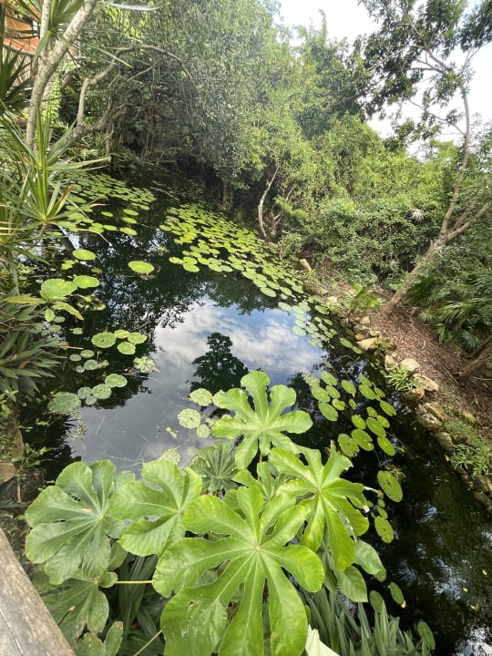 Gartenanlage Iberostar Selection Paraiso Maya Suites