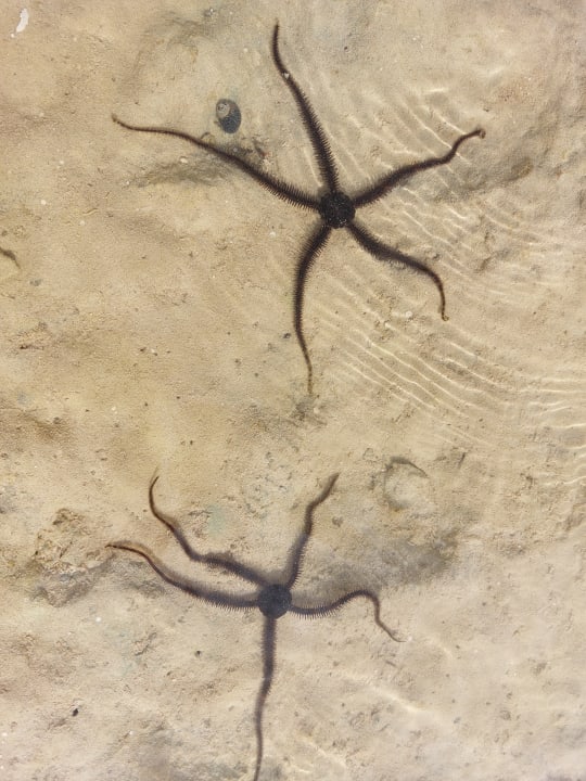 Strand Makadi Spa - Adults only