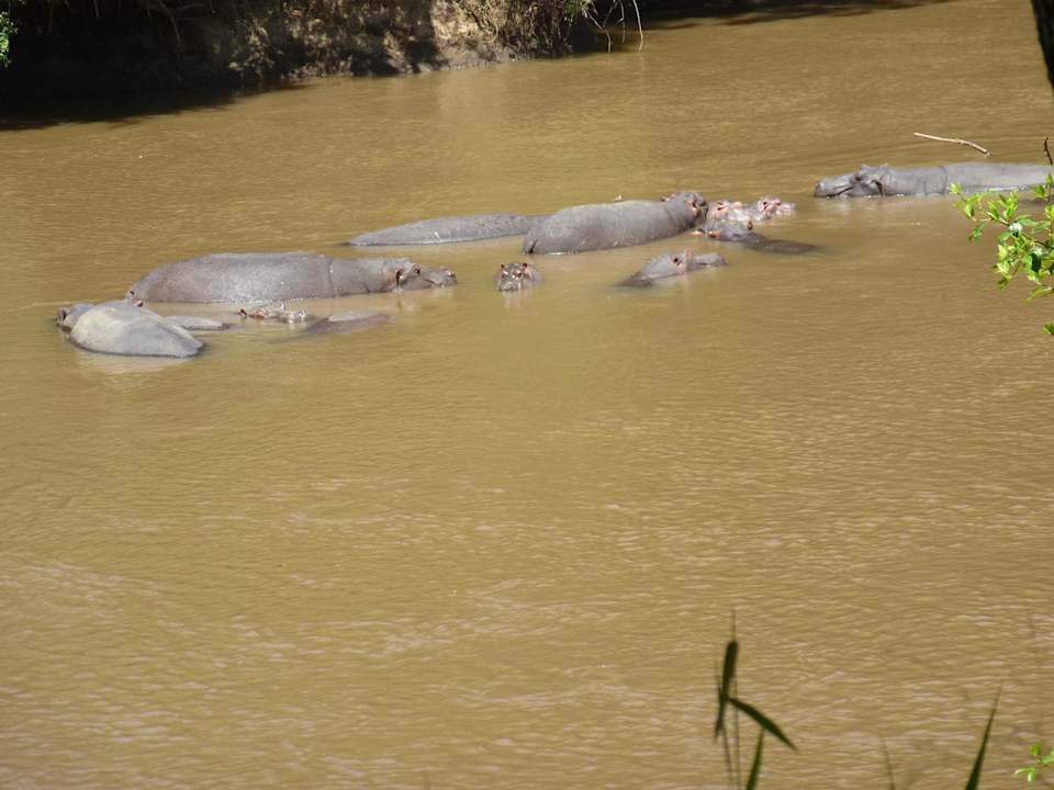 Hippos direkt voraus Royal Mara Safari Lodge