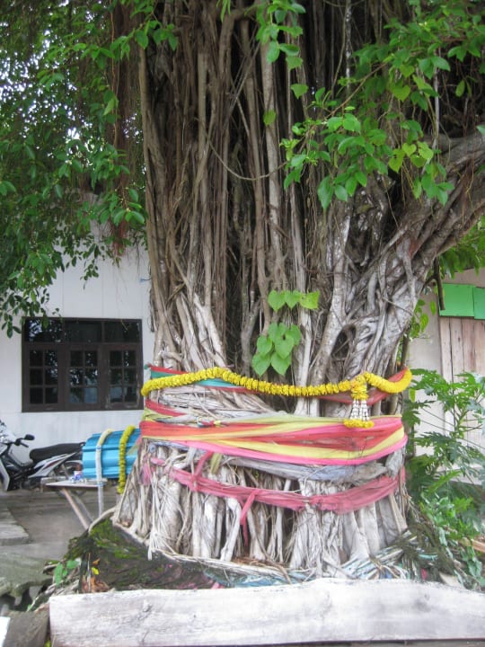 Alter Baum Bungalow Jungle Hill