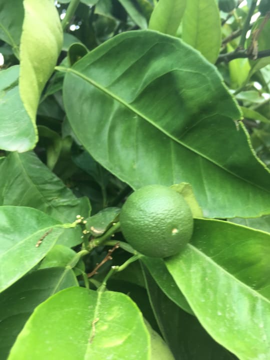 Gartenanlage Özlem Garden Hotel