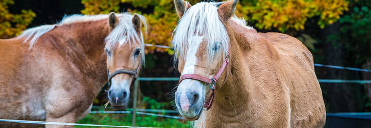 Unser Reithof Pension Meuschkensmühle