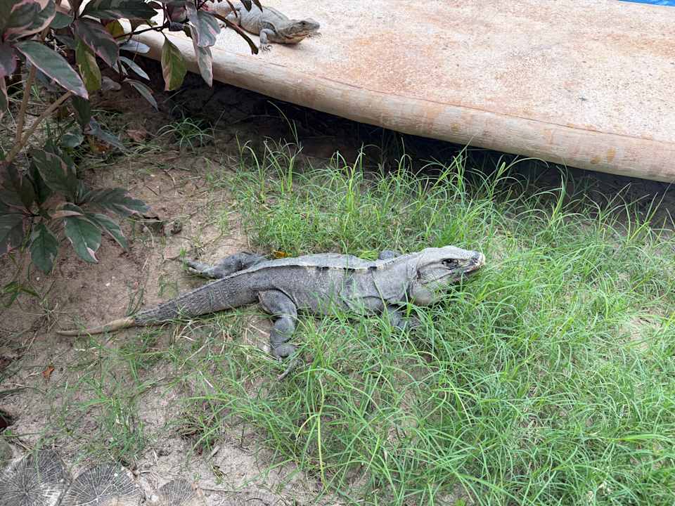 Gartenanlage Villas HM Paraiso del Mar