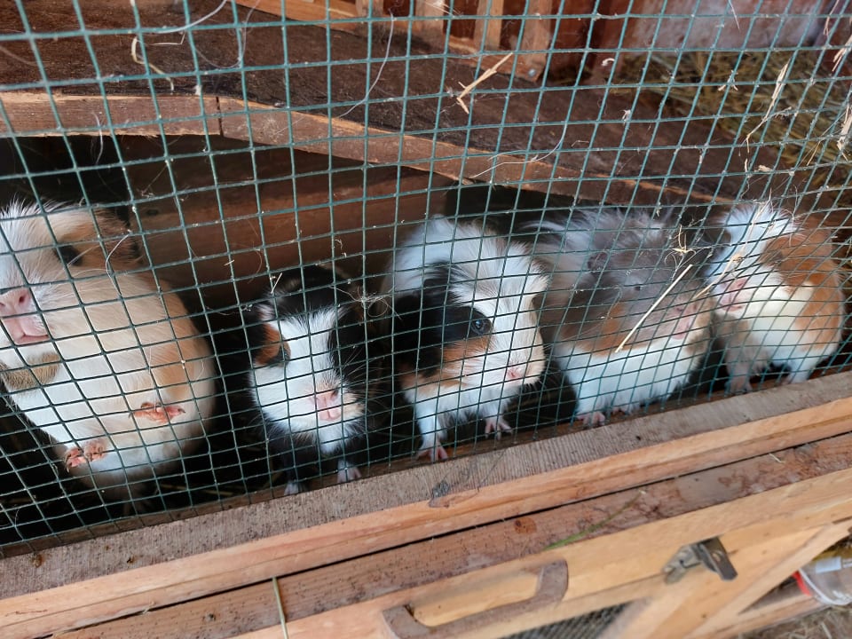 Sonstiges Gästehaus Zacherlhof