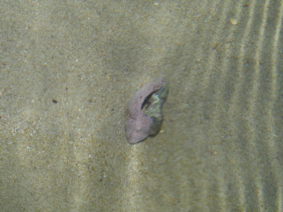 Muszla AluaSoul Zakynthos - Adults only