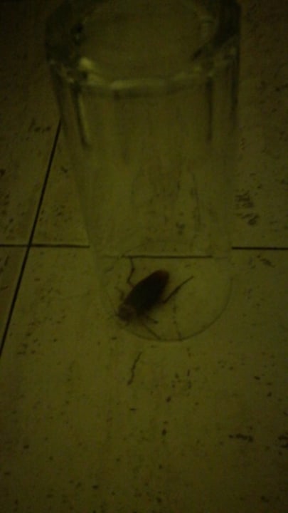 Zimmer Apartments Galeon Playa