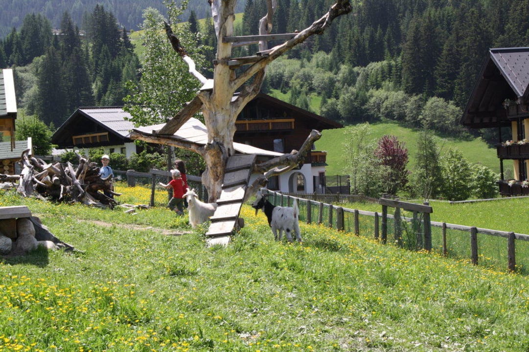Der Streichelzoo von der Seitenalm Die Seitenalm