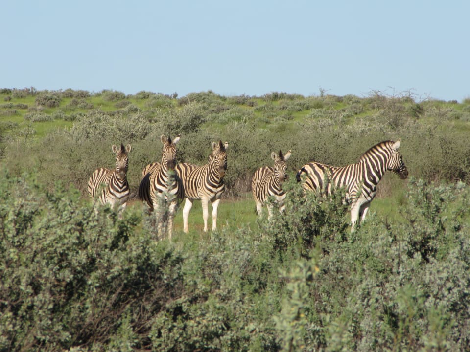 Steppenzebras bei der Safari auf dem Lodgegelände Kalahari Anib Lodge