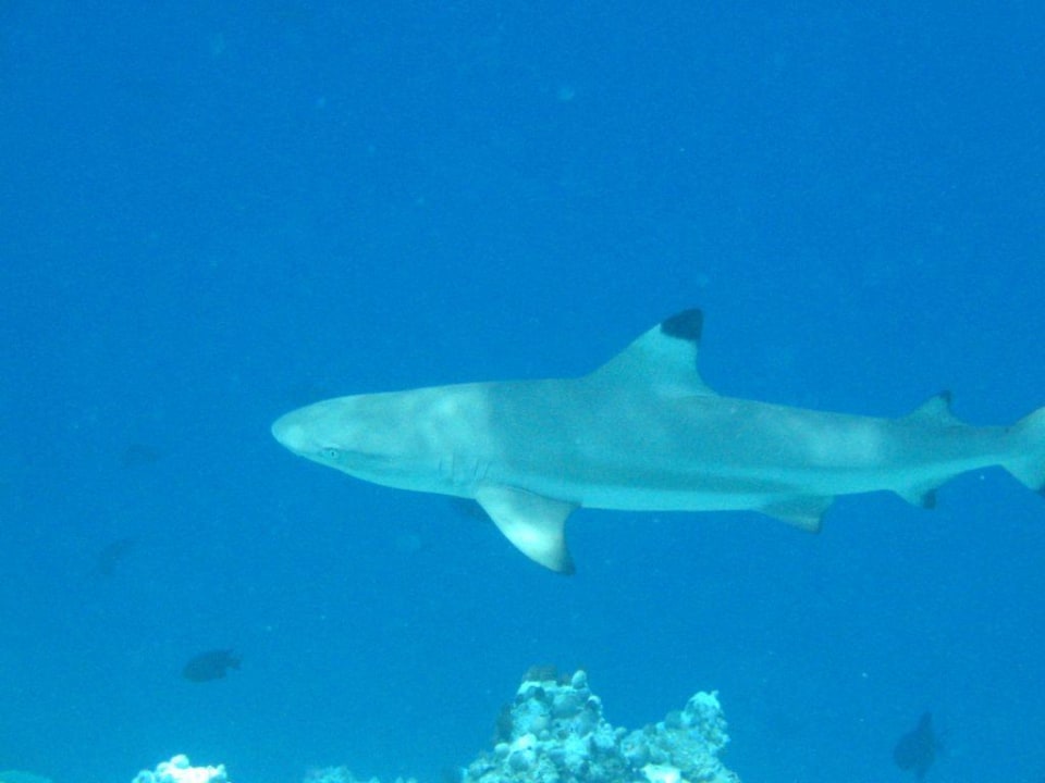 Schnorcheln am Hausriff Embudu Embudu Village