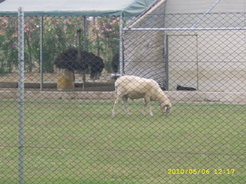 Tierpark Belek Beach Resort Hotel