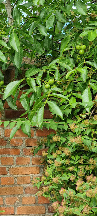 Gartenanlage Pałac i Folwark Galiny