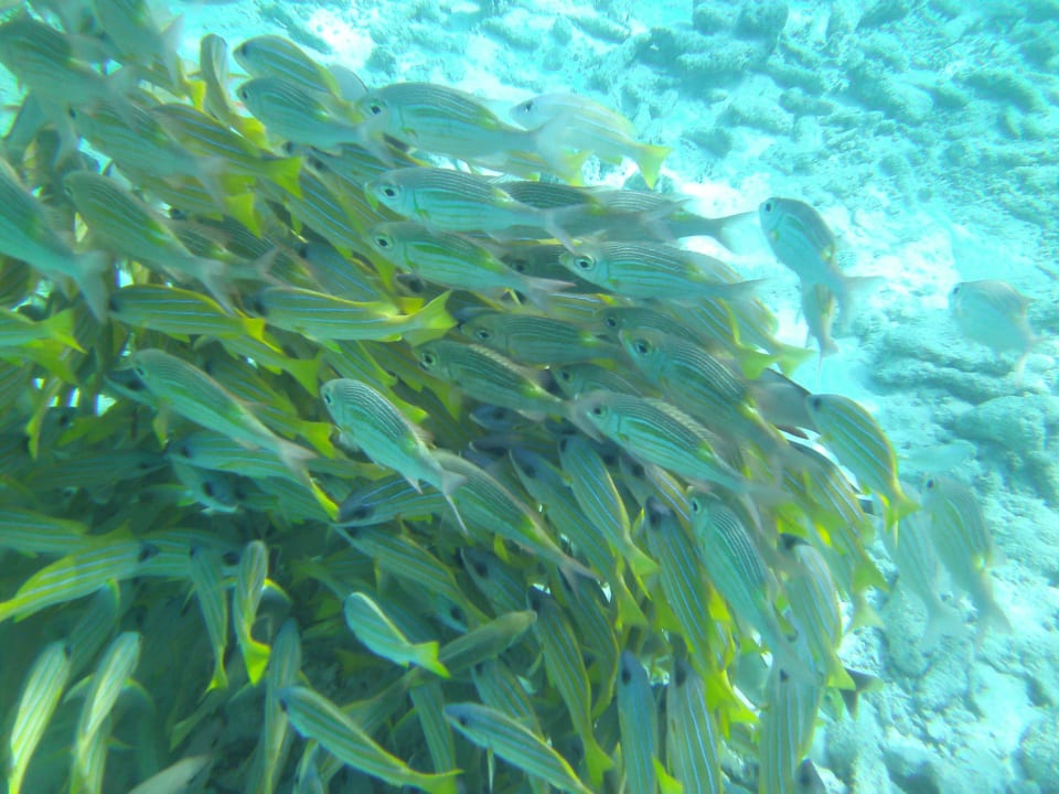 Fischschwarm Kuredu Island Resort & Spa