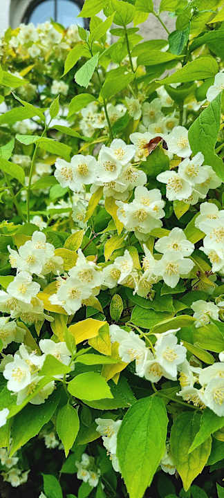 Gartenanlage Pałac i Folwark Galiny
