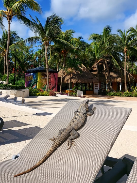 Pool Catalonia Playa Maroma