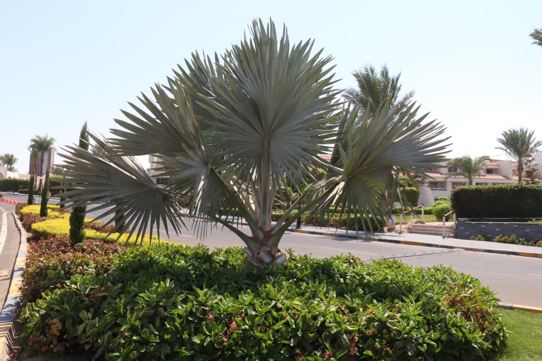 Gartenanlage Hurghada Long Beach Resort