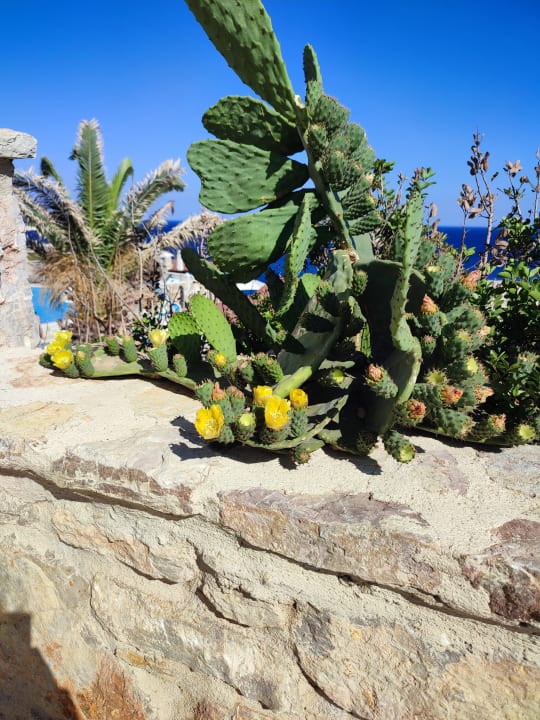 Gartenanlage Hotel Kalithea Horizon Royal