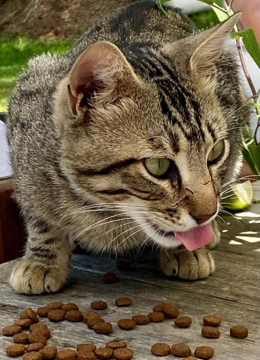 Gartenanlage Voyage Torba