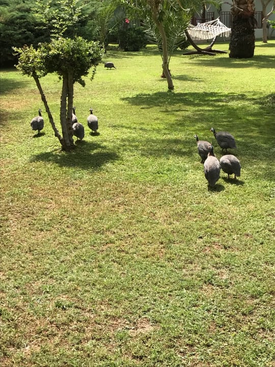 Zoo VONRESORT Golden Beach