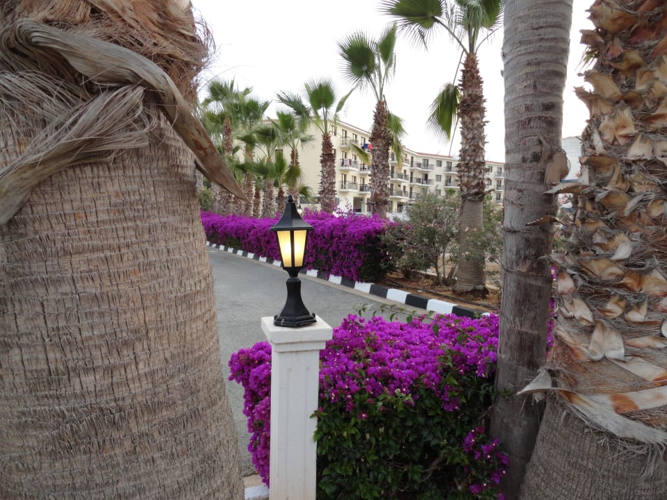 Tsokkos  Garden ( apartaments) Tsokkos Gardens Hotel