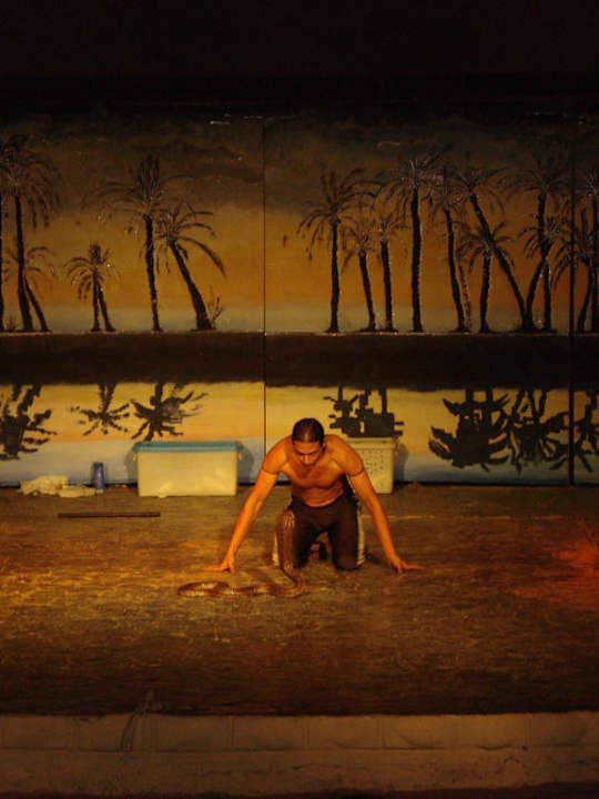 Шоу с кобрами Pickalbatros Alf Leila Wa Leila Resort - Neverland Hurghada