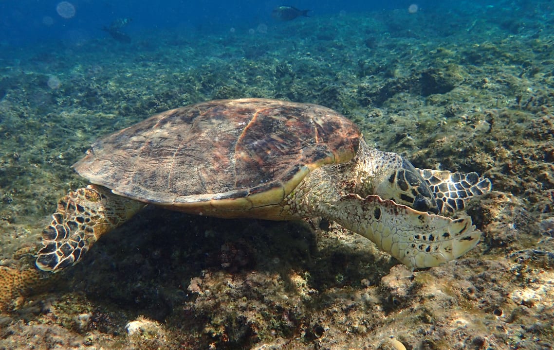 Sport & Freizeit Premier Le Reve Hotel & Spa