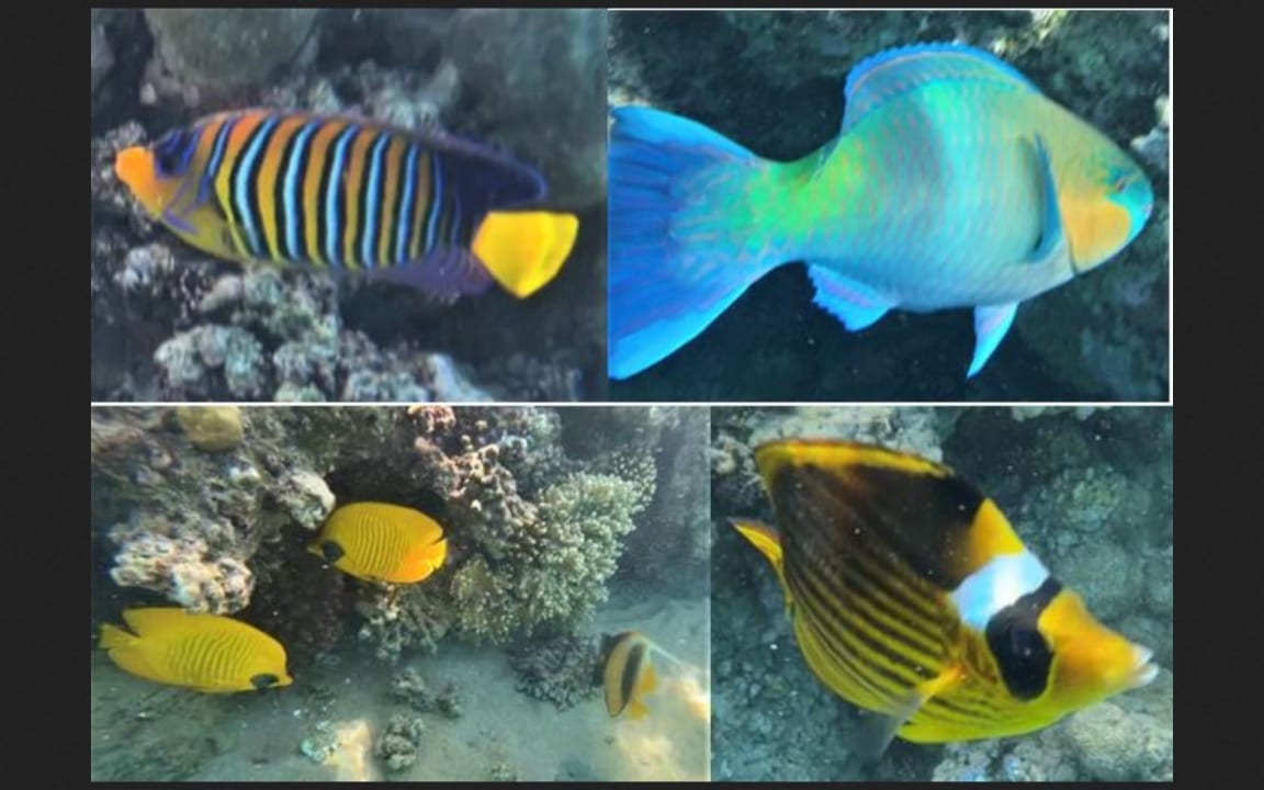 Strand Stella Garden Resort & Spa, Makadi Bay