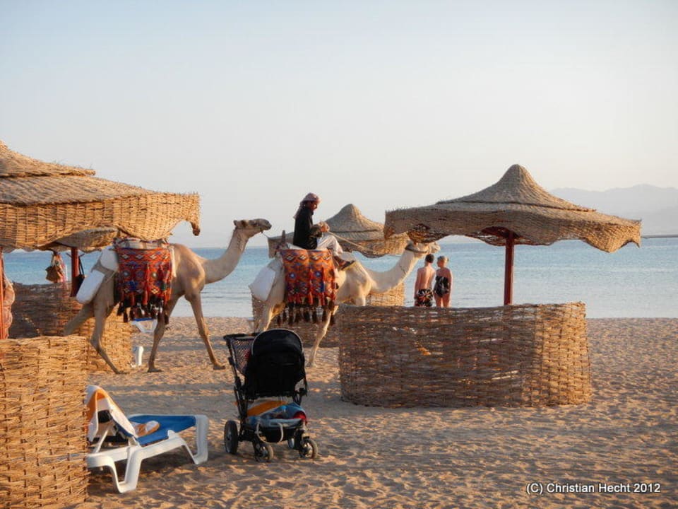 Die 2 Hauskamele ROBINSON SOMA BAY