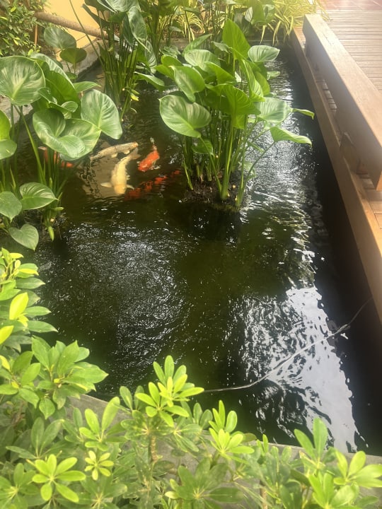 Außenansicht Buri Rasa Village Samui Adults Only Resort