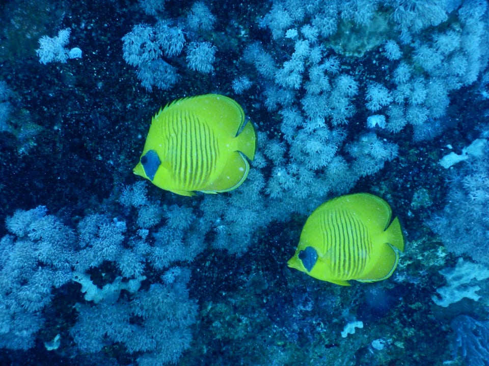 Sport & Freizeit Stella Beach Resort & Spa Makadi Bay