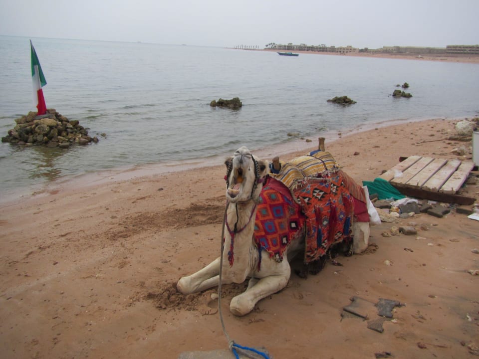 Camel JAZ Belvedere Resort