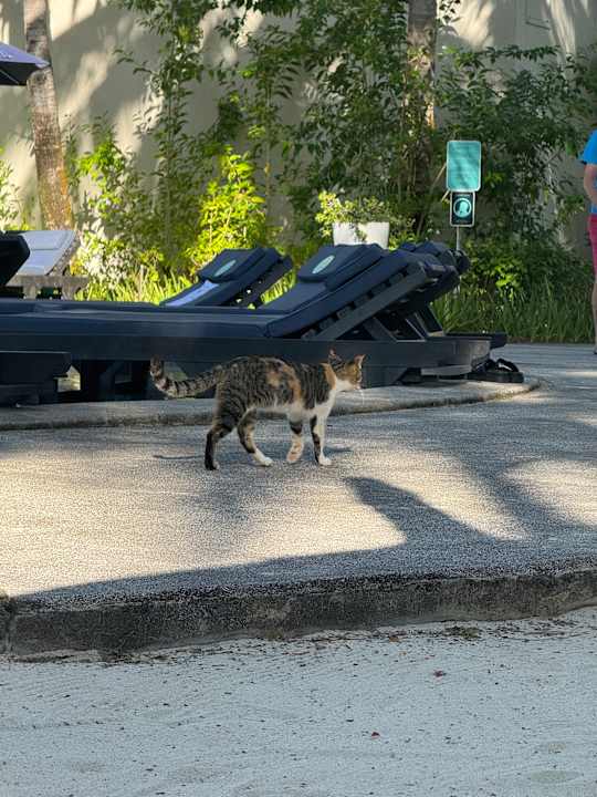 Pool Constance Belle Mare Plage