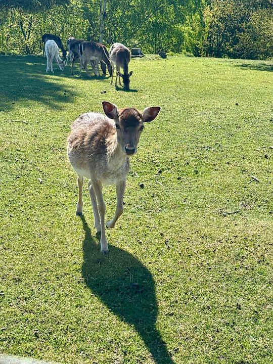 Gartenanlage Panorama Ferien Hotel Harz