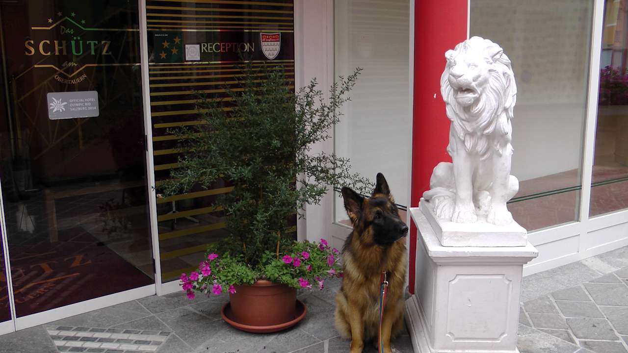 Unser Hund Das Schütz am Obertauern