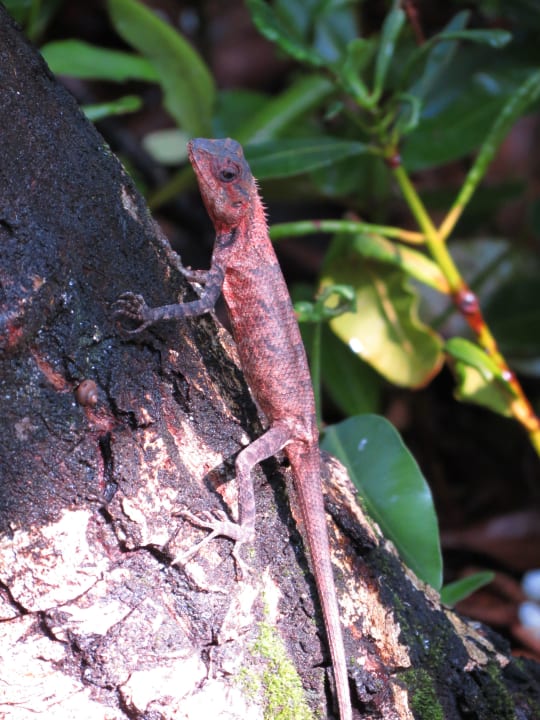 Tierwelt NH Collection Maldives Reethi Resort