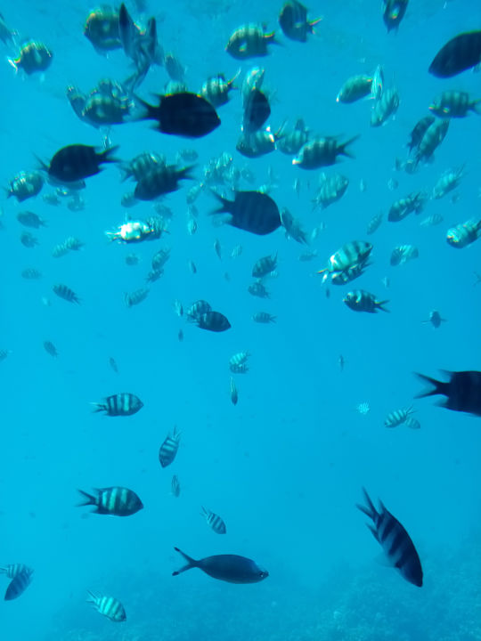 Sport & Freizeit Tropitel Sahl Hasheesh