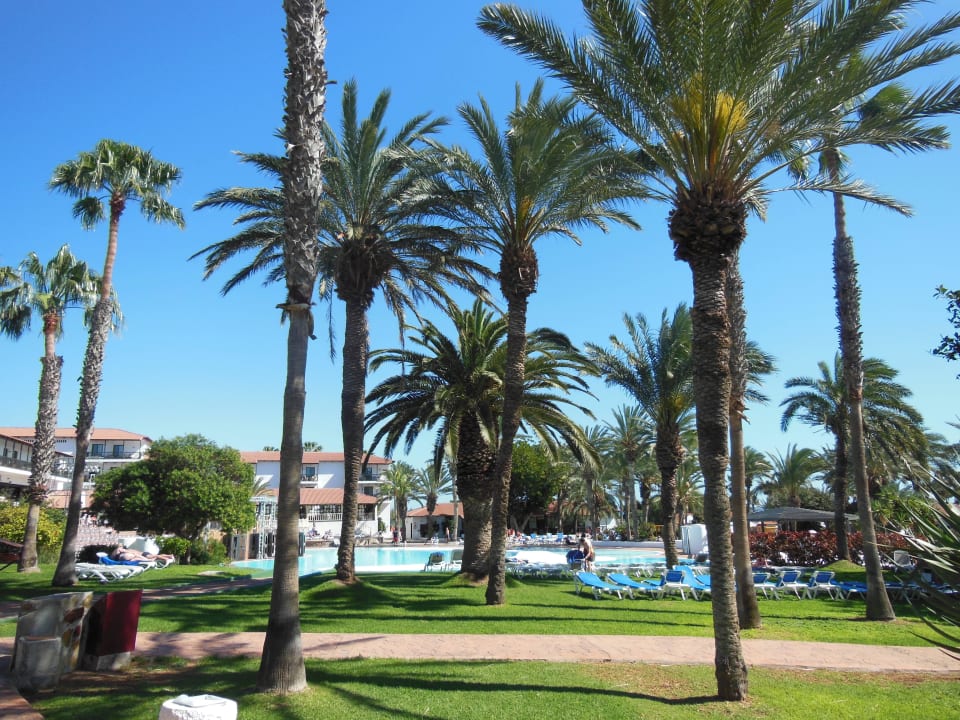 Poloanlage mit vielen Palmen Aldiana Club Fuerteventura