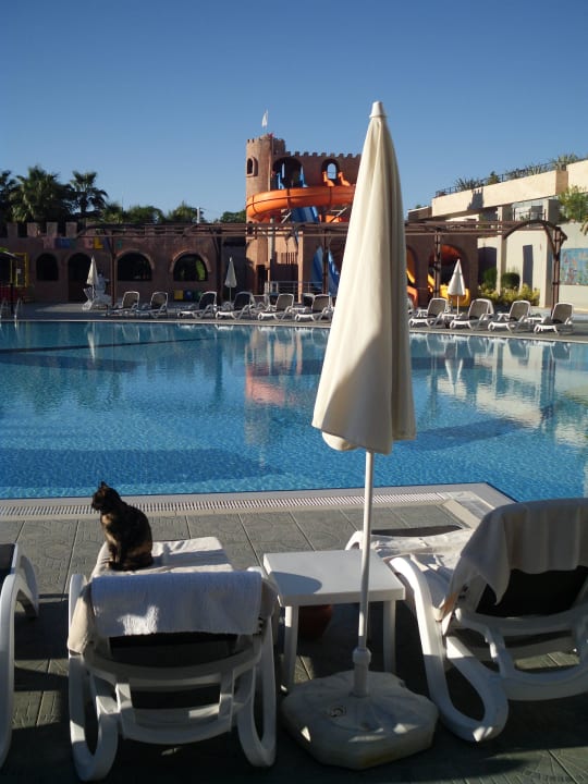 Poolkatze reserviert die Liege  Aydinbey Kings Palace & Spa