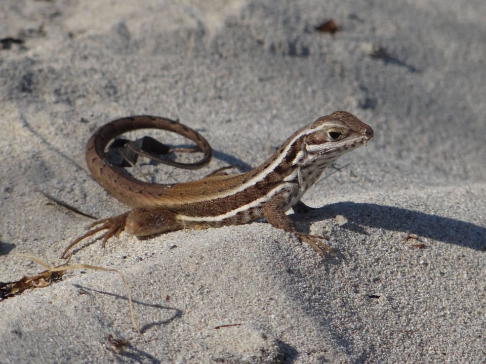 Kleine Echse Sol Hicacos Varadero