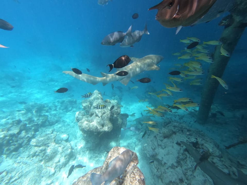 Sport & Freizeit Adaaran Club Rannalhi - All Inclusive