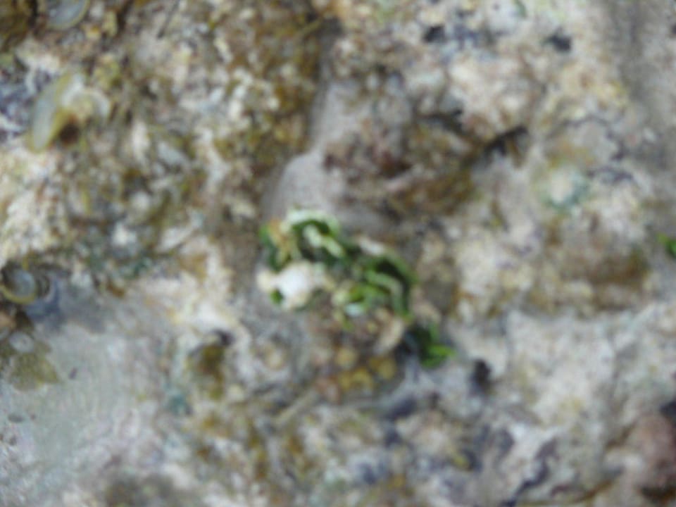Korallen Neptune Pwani Beach Resort & Spa